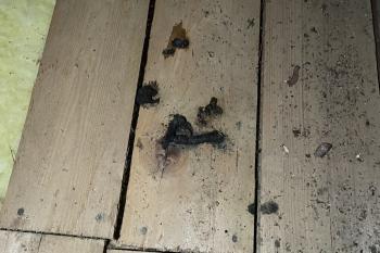 Dunkle Kotspuren auf einem Holzboden.